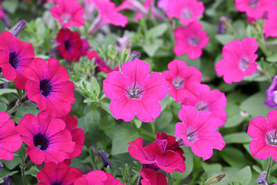 Close-up of pink flowering plants in park