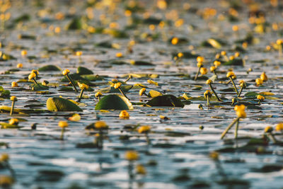 Close-up of leaves in lake