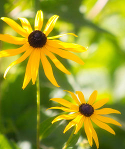 Close-up of yellow flower