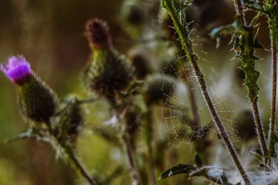 Close-up of flowering plant