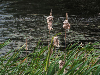 View of birds on land