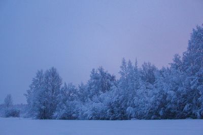 Bare trees on snow covered landscape