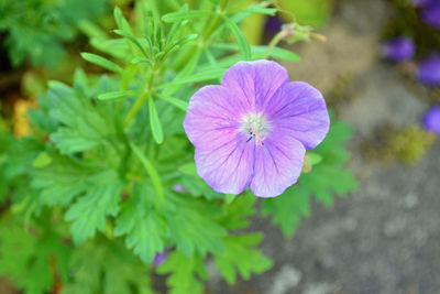 Close-up of purple flowering plant