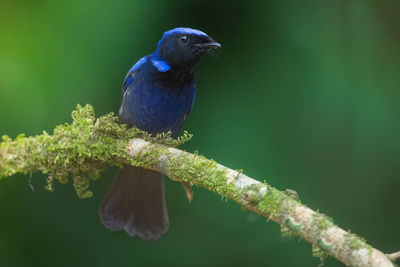 Close-up of bird perching on branch