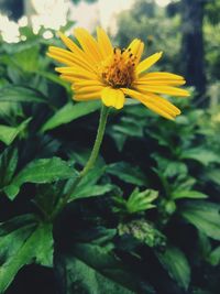 Close-up of yellow flower