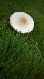 Close-up of mushroom growing on field