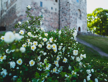 Close-up of white flowering plants