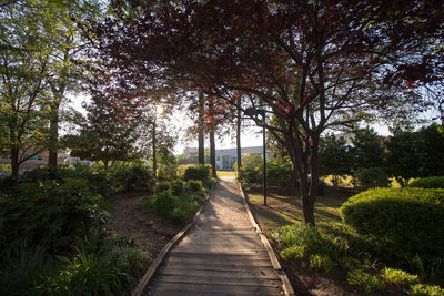 Narrow pathway along trees