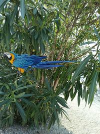 View of parrot on tree