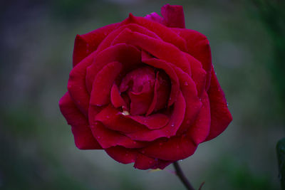 Close-up of red rose