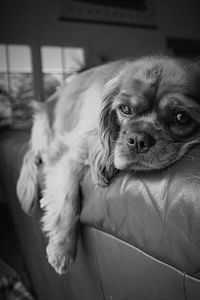 Relaxed dog looking away