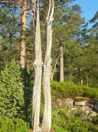 Trees in forest