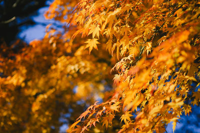 Close-up of yellow maple leaves on branch against blurred background