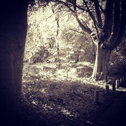 Trees growing in the dark