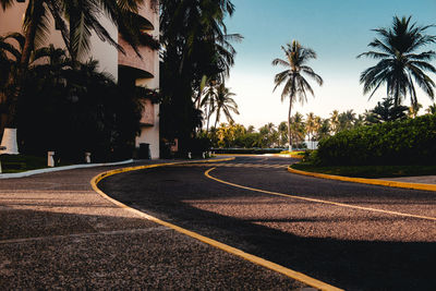 Road amidst palm trees