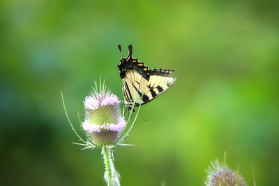 Close-up of butterfly pollinating on flower
