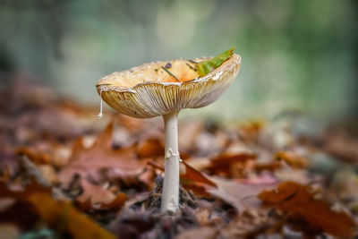 Close-up of mushroom growing on land