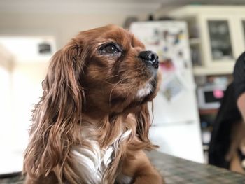 Close-up of dog looking away