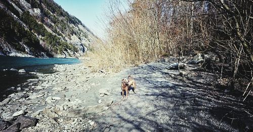 Dog standing in water