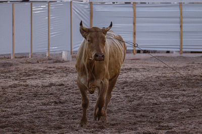 Donkey standing on field