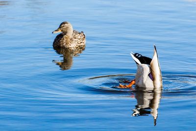 Mallard ducks swimming on lake