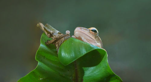 Close-up of frog on leaf