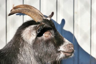 Close up of goats head