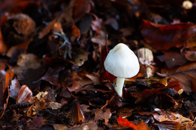 Close-up of mushroom growing on field during autumn