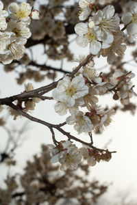 Close-up of white flowers on tree