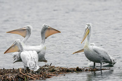 Flock of birds in lake