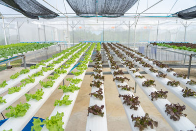 Potted plants in greenhouse