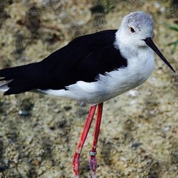 Close-up of a bird perching on a bird