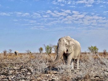 View of elephant on field against sky