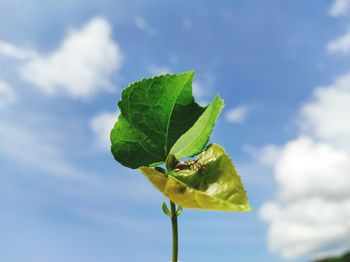 Close-up of green leaves on plant against sky