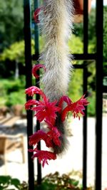 Close-up of red flowering plant