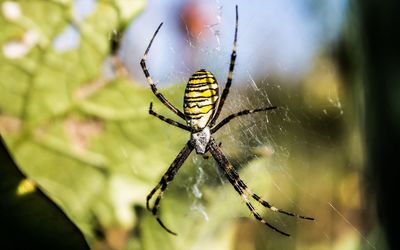 Close-up of spider on web