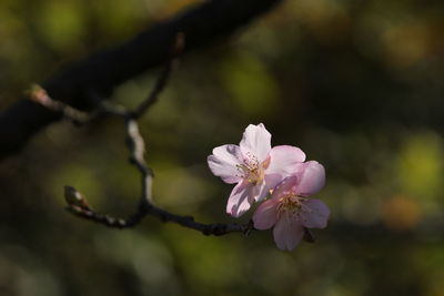 Close-up of cherry blossoms in spring