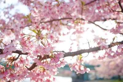 Low angle view of apple blossoms in spring