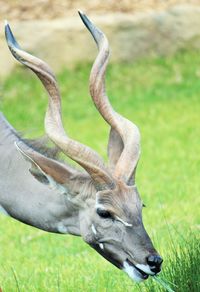 Close-up of giraffe on field