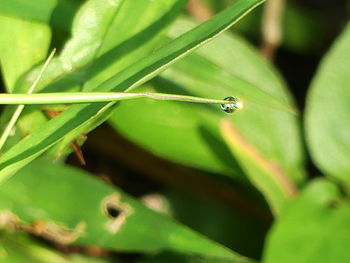 Close-up of insect on plant