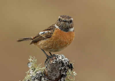 Close-up of bird perching on twig