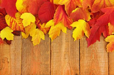 High angle view of yellow maple leaves on table