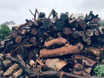 Stack of logs in forest