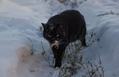 Black cat in snow