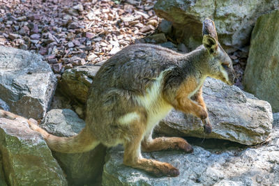 Full length of a rock