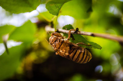 Close-up of insect on leaf