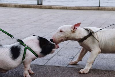 Dog meeting pig