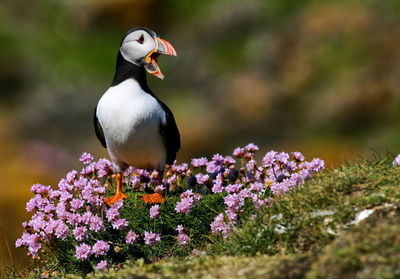 Close-up of puffin perching on pink flowering plant