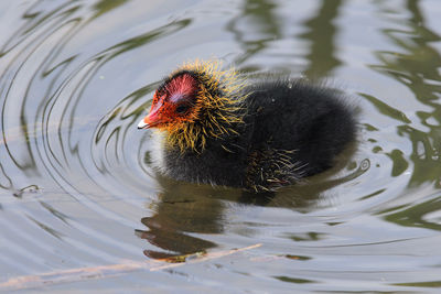 Close up o baby coot in the water 