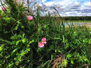 Flowers growing in field